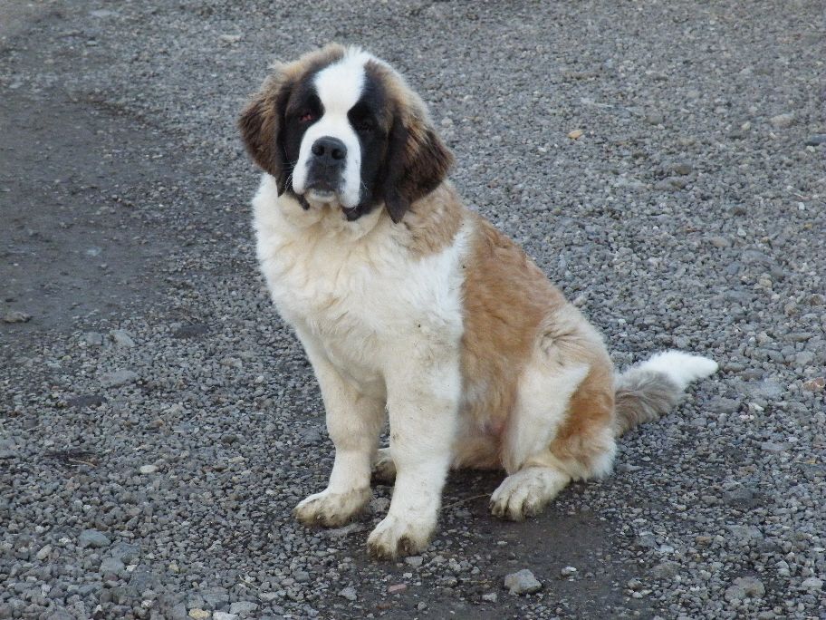 Desedatavi Rózsa Rozi