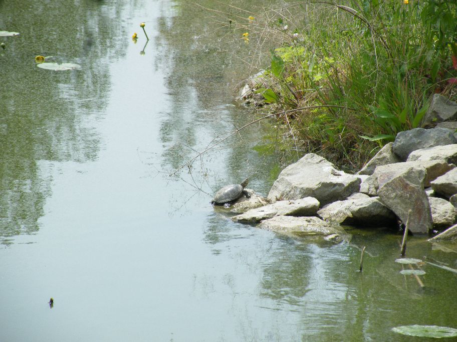Elegem van a vízből!